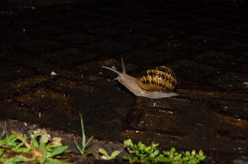 Garden snail Cornu aspersum. A Coruna. Galicia. Spain.