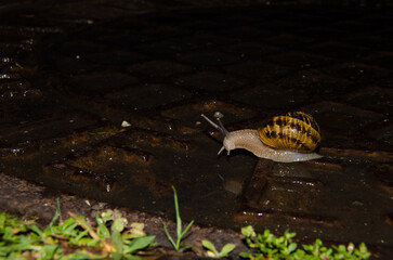 Garden snail Cornu aspersum. A Coruna. Galicia. Spain.