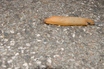 Spanish slug Arion vulgaris. A Coruna. Galicia. Spain.