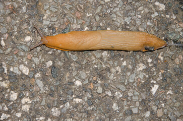Spanish slug Arion vulgaris. A Coruna. Galicia. Spain.