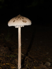 Parasol mushroom Macrolepiota procera. A Coruna. Galicia. Spain.
