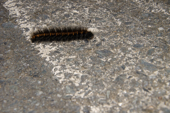 Caterpillar of the winter webworm Ocnogyna baetica on a road. A Coruna. Galicia. Spain.