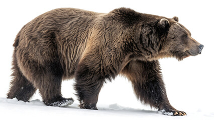 Fototapeta premium A majestic grizzly bear powerfully strides through a pristine snowy landscape against a stark white background.