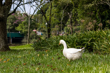 white duck in the grass