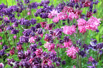 Aquilegia vulgaris blooms in nature