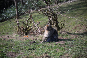 A monkey is sitting on the ground in a grassy area