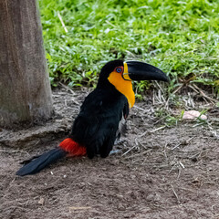 toucan in the jungle