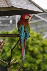 red and blue macaw