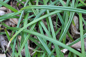 Hairy sedge (Carex pilosa) grows in the forest