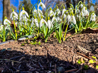 Snowdrop or common snowdrop (Galanthus nivalis) flowers. Snowdrops after the snow has melted. In the forest in the wild in spring snowdrops bloom.
