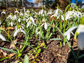 Snowdrop or common snowdrop (Galanthus nivalis) flowers. Snowdrops after the snow has melted. In the forest in the wild in spring snowdrops bloom.