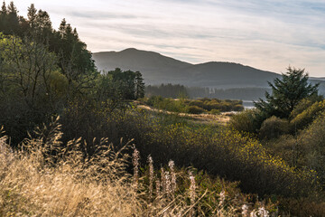 A Tranquil Landscape in Carron Valley, Scotland, Showcasing Rolling Hills, Dense Woodland, Golden Vegetation, and a Serene Loch Under a Softly Lit Sky