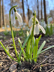 Fototapeta premium Snowdrop or common snowdrop (Galanthus nivalis) flowers. Snowdrops after the snow has melted. In the forest in the wild in spring snowdrops bloom.