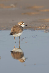 Strandplevier, Kentish Plover, Charadrius alexandrinus on the beach