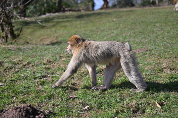 A monkey is walking through a grassy field