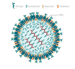 To boost vaccine potency and limit side effects, researchers
are altering each of the four ingredients that make up lipid
nanoparticles. 