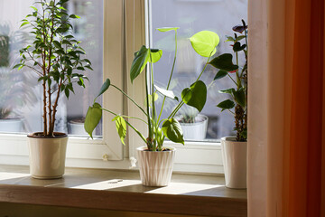 Potted plants on a sunny windowsill with a curtain. Home interior decoration with green foliage....