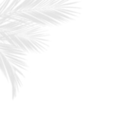 Obraz premium Soft shadows of palm leaves in a corner arrangement isolated on white or transparent background