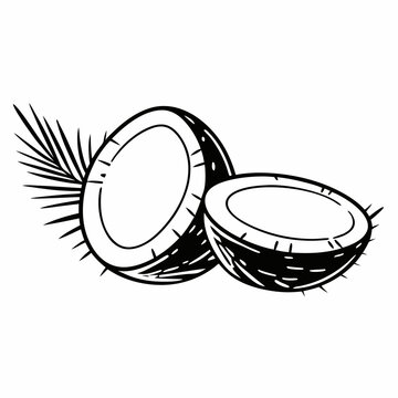 black and white coconuts with palm leaf clip art preview