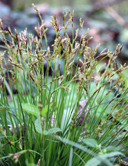 Carex digitata grows in the forest
