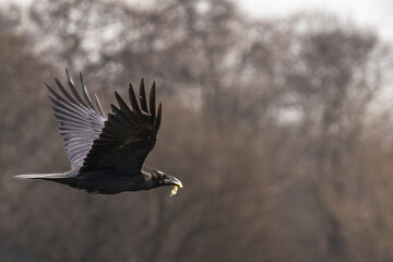 Raven flying with food in it's mouth