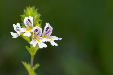 close-up of a eyebright (euphrasia species)