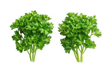 Fototapeta premium Fresh sprigs of parsley awaken the senses in culinary dreams a flavorful journey captured in high resolution studio lighting against a stark black background