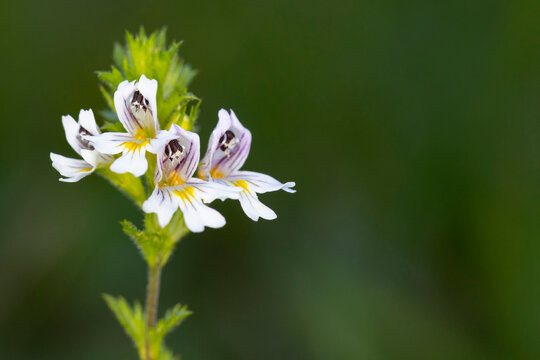 close-up of a eyebright (euphrasia species)