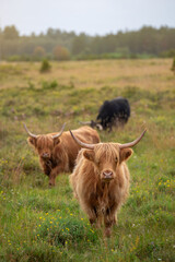 Highland cattle standing in a grassy, open field. The landscape is wild and untouched, filled with patches of greenery, small shrubs, and wildflowers, set against a backdrop of distant trees. 