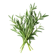 Fototapeta premium Rosemary isolated on Clipart Png Transparent Background