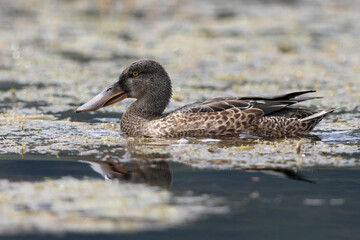 male northern shoveler (spatula clypeata) in eclipse plumage in side view