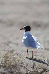 Seagulls in the beach