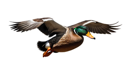 Flying Duck Isolated on Transparent Background &ndash; High-Quality PNG