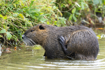 Preening Nutria or Coypu (Myocastor coypus) sitting in the water
