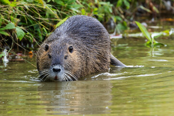 Nutria or Coypu (Myocastor coypus) standing in shallow water