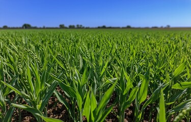 Obraz premium Lush Green Wheat Field Under Clear Blue Sky in Rural Landscape During Daytime