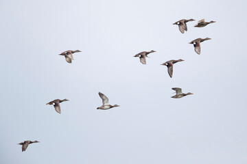 A flock of gadwall (mareca strepera) in fligth