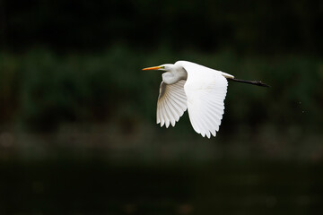 Great White Egret (Egretta alba) in flight