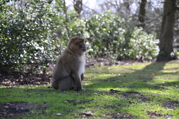 A monkey is sitting on the grass in a park