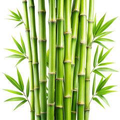 Obraz premium Bamboo branches isolated on transparent background 