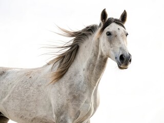 Obraz premium portrait of a white horse