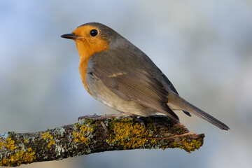 Robin sitting on a rotten branch covered with lichen