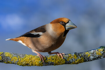 Male hawfinch sitting on a lichen-covered branch against a blue background