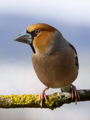 Portrait picture of a Hawfinck which is sitting on a  branch and looks to the left edge of the picture