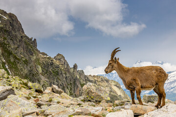 Mountain goat, ibex in the Alps. Alpine mammals in the wild nature on the top of the mountain among green bushes and grass. Big male and female mountain goat in the natural environment in the Alps