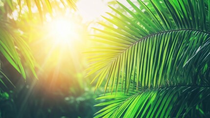 Obraz premium Lush tropical foliage bathed in sunlight