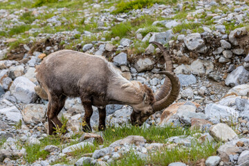 Mountain goat, ibex in the Alps. Alpine mammals in the wild nature on the top of the mountain among green bushes and grass. Big male and female mountain goat in the natural environment in the Alps