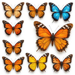 Obraz premium set of colorful butterflies