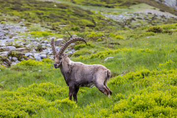 Mountain goat, ibex in the Alps. Alpine mammals in the wild nature on the top of the mountain among green bushes and grass. Big male and female mountain goat in the natural environment in the Alps