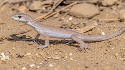 Light beige lizard on sandy ground